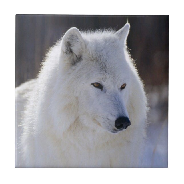 Arctic White Wolf Tile (Front)