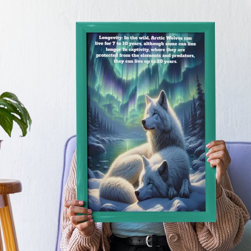 Arctic white wolves in Snow  Poster