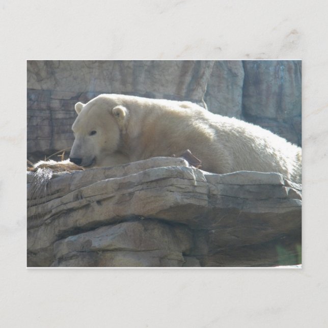 Arctic Wildlife Photography Postcard (Front)