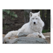 Arctic Wolf (Front Horizontal)