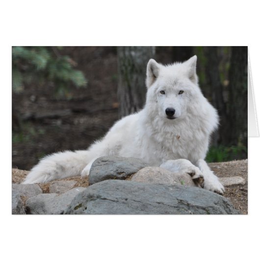 Arctic Wolf (Front Horizontal)