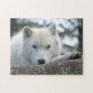 ARCTIC WOLF 11x14 INCH Jigsaw Puzzle