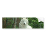 Arctic Wolf Bumper Sticker