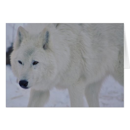 Arctic Wolf Cards (Front Horizontal)