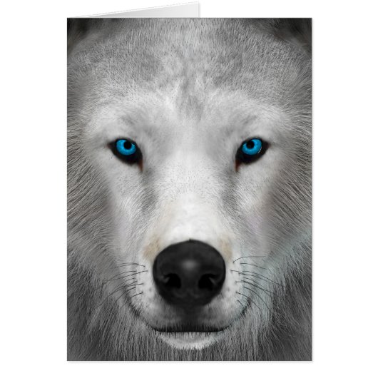 Arctic Wolf Cards (Front)