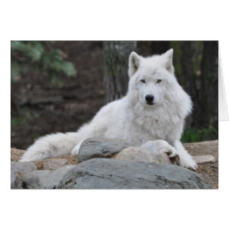 Arctic Wolf Cards