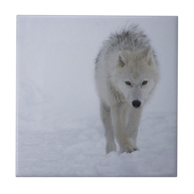 Arctic wolf ceramic tile (Front)