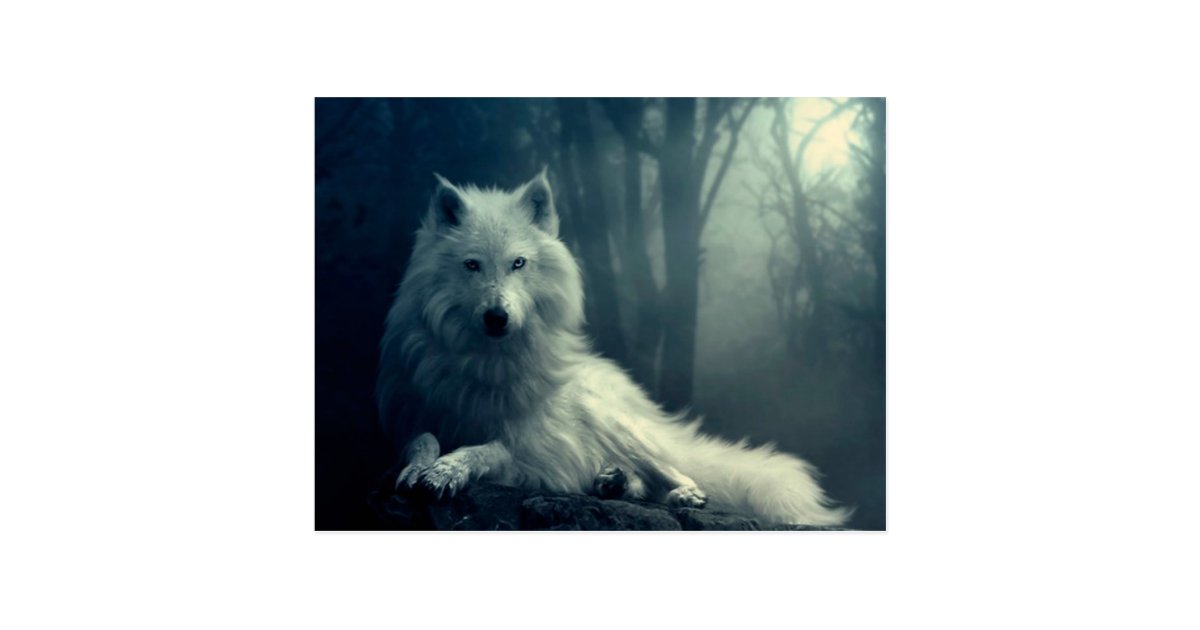 Arctic Wolf Forest Wolf Snow Wolf White Wolf Postcard