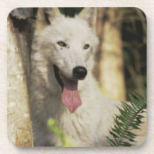 Arctic wolf in forest