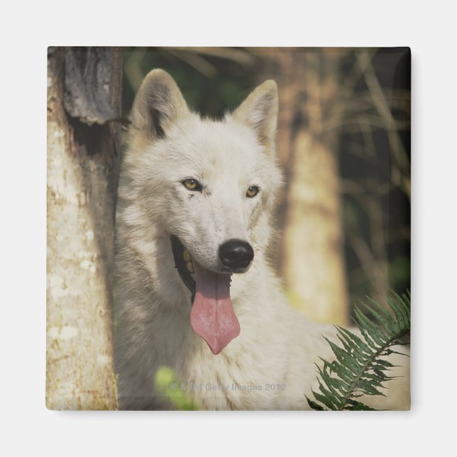 Arctic wolf in forest magnet (Front)