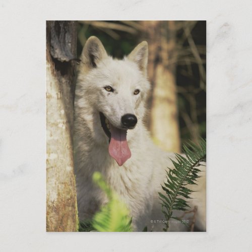 Arctic wolf in forest postcard