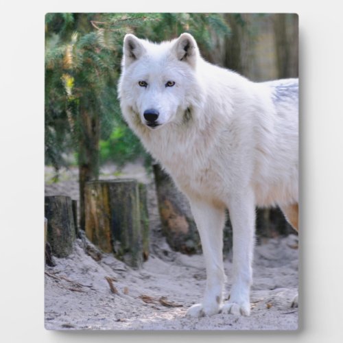 Arctic Wolf in the forest Plaque