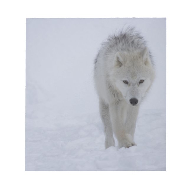 Arctic wolf notepad (Front)