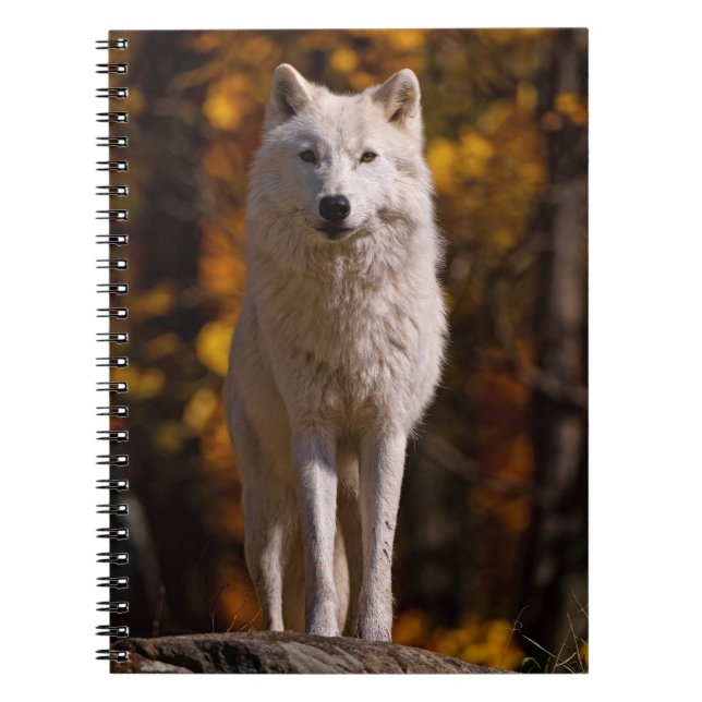 Arctic Wolf On Rock  Notebook (Front)