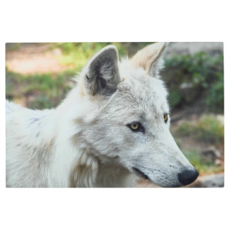 Arctic Wolf Photo Metal Print