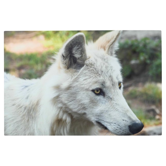Arctic Wolf Photo Metal Print (Front)