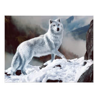 Arctic Wolf Photo Print