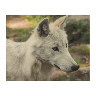 Arctic Wolf Photo Wood Wall Art