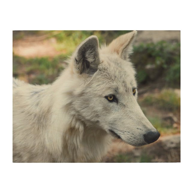 Arctic Wolf Photo Wood Wall Art (Front)
