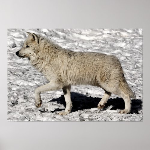 Arctic Wolf Portrait Poster Print