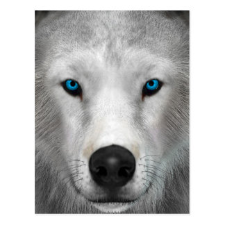 Arctic Wolf Cards | Zazzle