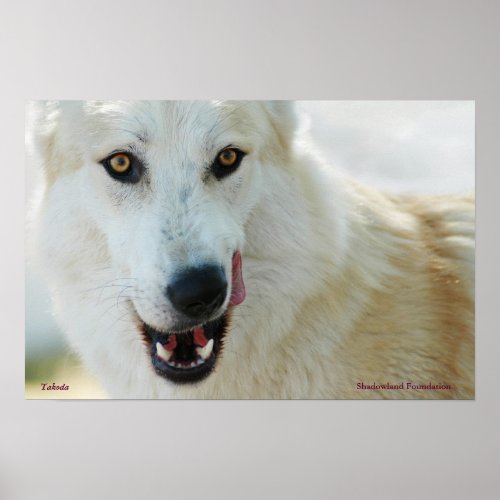 Arctic Wolf Poster
