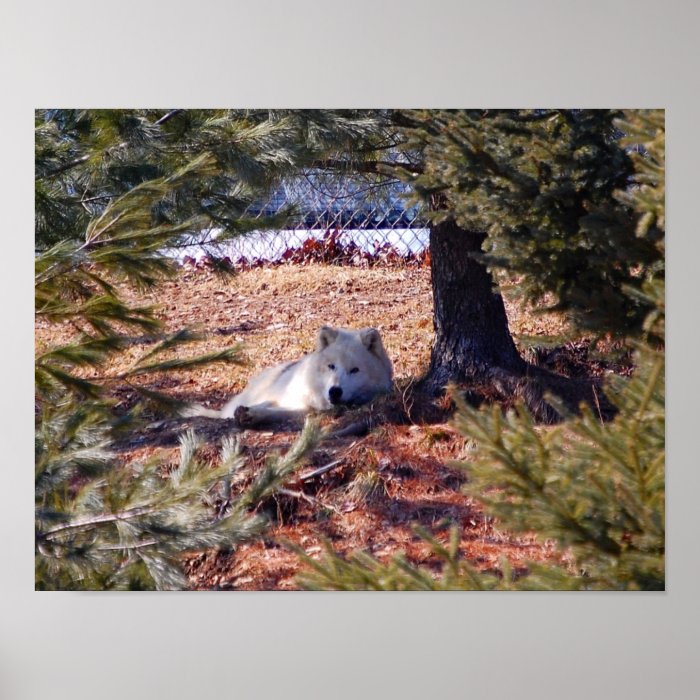 Arctic Wolf Posters