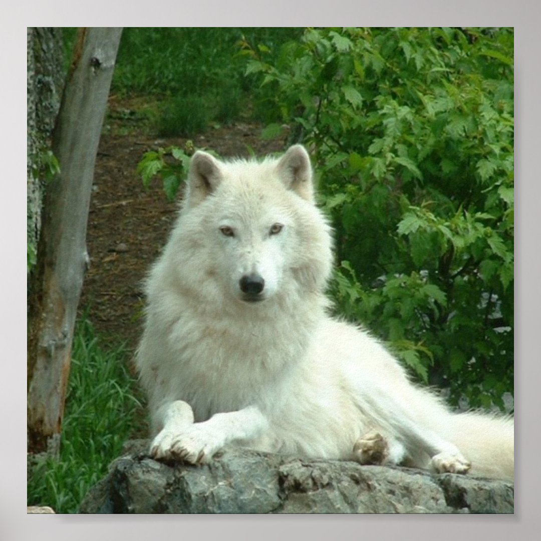 Arctic Wolf Print | Zazzle