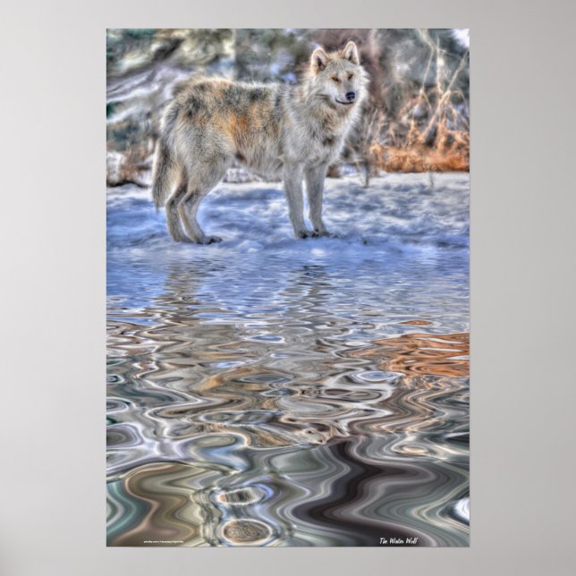 Arctic Wolf, Snow & Lake Wildlife Art Poster (Front)