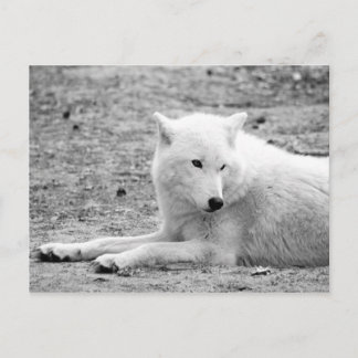 Arctic wolf - white wolf postcard