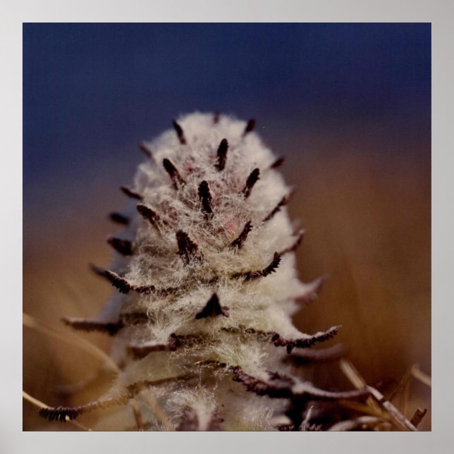 Arctic Wooly Lousewart Flower Photo Designed Poster (Front)