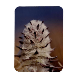 Arctic Wooly Lousewart Wildflower Refrigerator Magnet