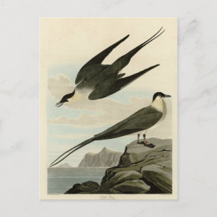 Arctic Yager (Jager) - Audubon's Birds of America Postcard