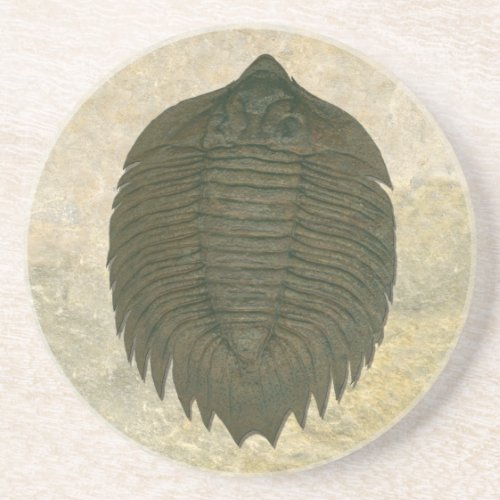 Arctinrus Boltoni Fossil Trilobite Drink Coaster
