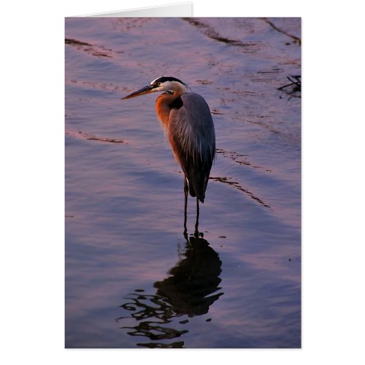 Ardea herodias cards (Front)