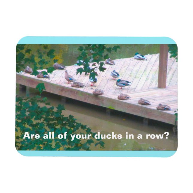 "Are All of Your Ducks in a Row?" 3x4 Photo Magnet (Horizontal)
