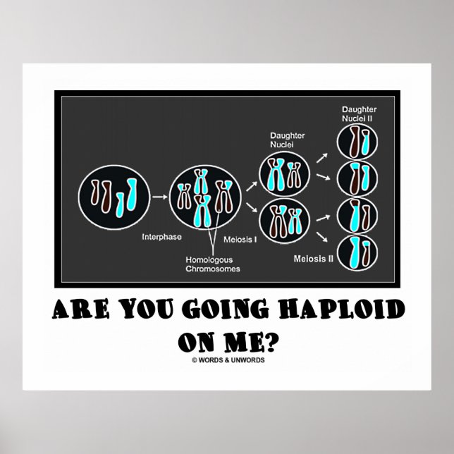 Are You Going Haploid On Me? (Meiosis Humor) Poster (Front)