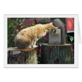 Are you home? asks the cat (Front Horizontal)