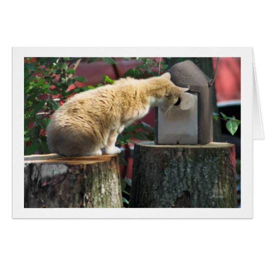 Are you home? asks the cat cards (Front Horizontal)