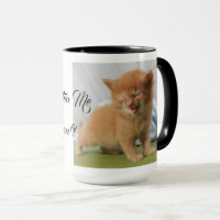 Are You Kitten Me Cat Pet Meow Destiny Destiny'S