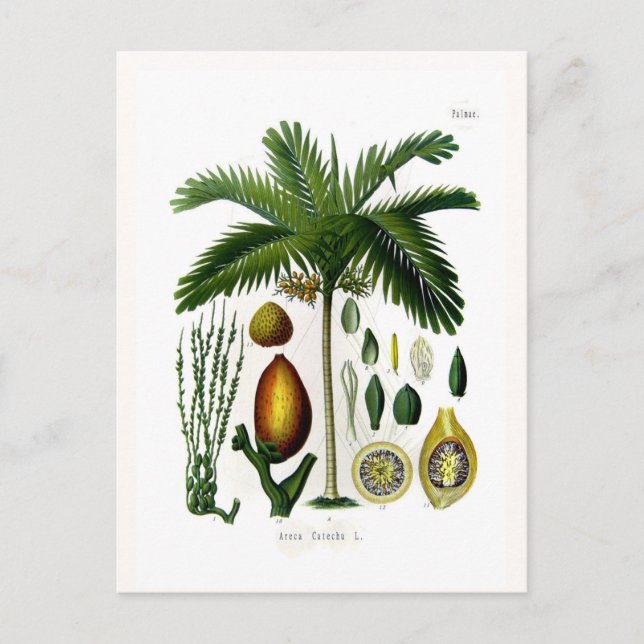 Areca catechu (betel nut palm) postcard (Front)