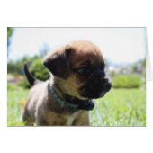 Aren't I cute (Front Horizontal)