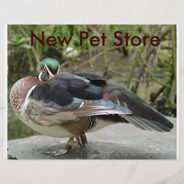 arent i pretty,  New Pet Store Full Color Flyer