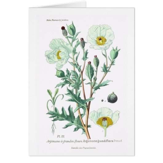 Argemone grandiflora cards (Front)