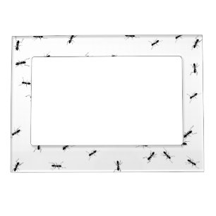 Argentenian Ants Magnetic Frame