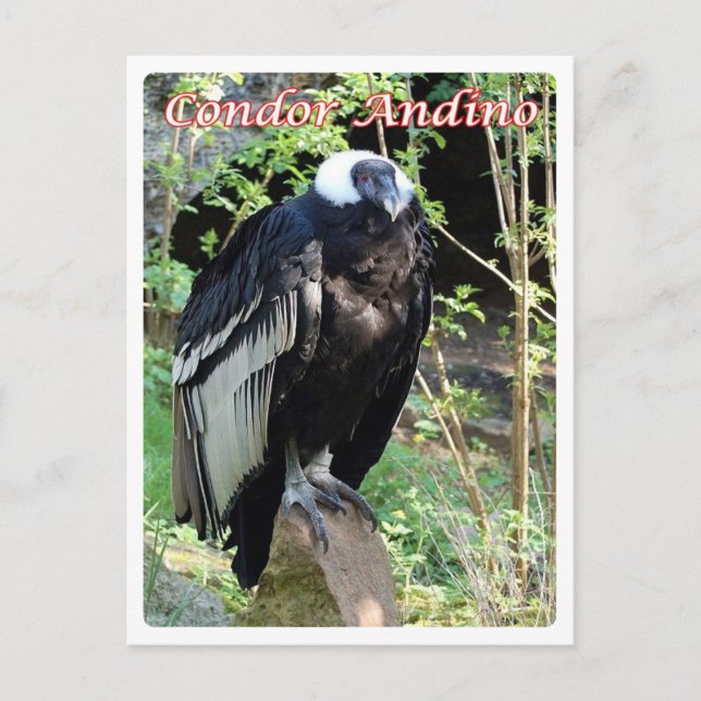 Argentina - Condor Andino - Postcard (Front)