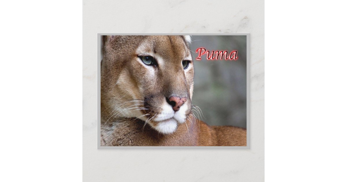 Argentina - Puma - Postcard | Zazzle