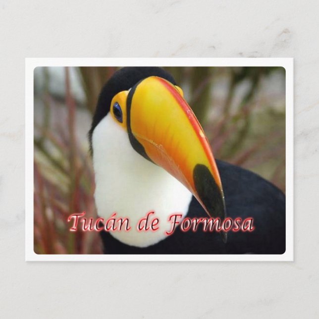 Argentina - Tucán de Formosa - Postcard (Front)