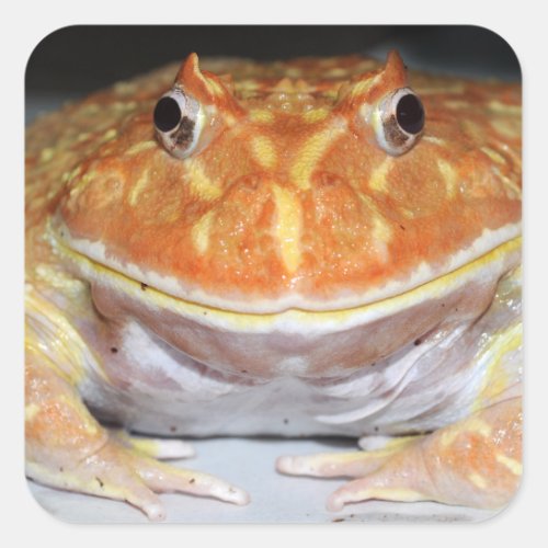 Argentine horned frog square sticker