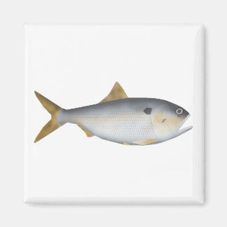 Argentine Menhaden Magnet